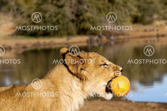 Lion - Löwe