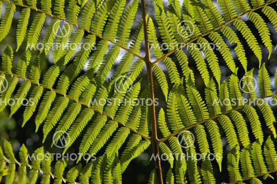 Tropiska Fern