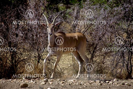 an eland at daan viljoen game park namibia africa