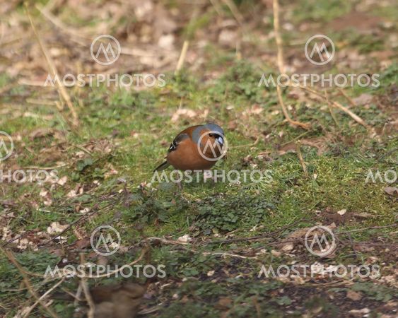 Male Chaffinch on the ground in woodland