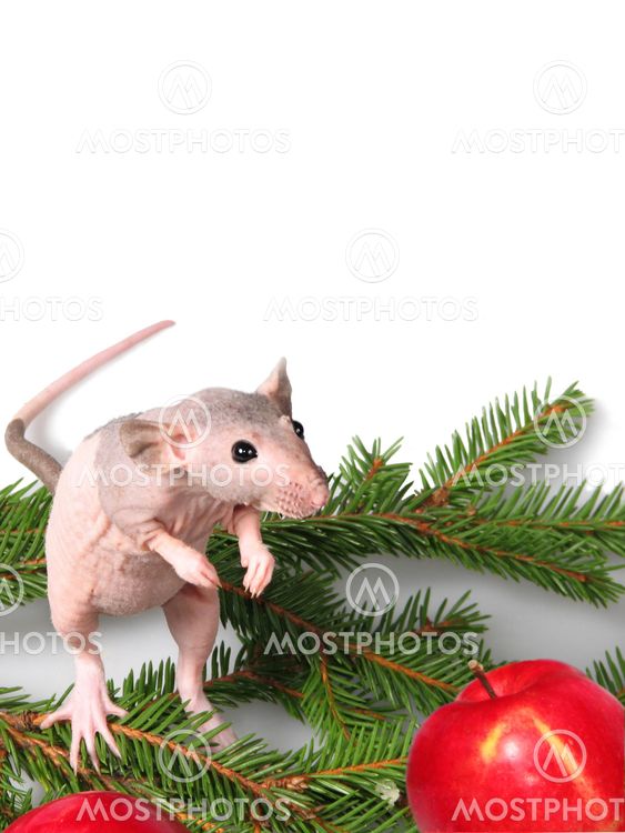 The rat asks a gift