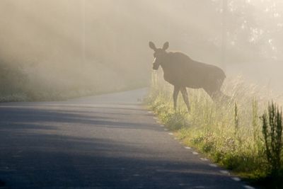 Älg på väg i dimma