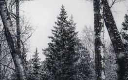 Winter forest