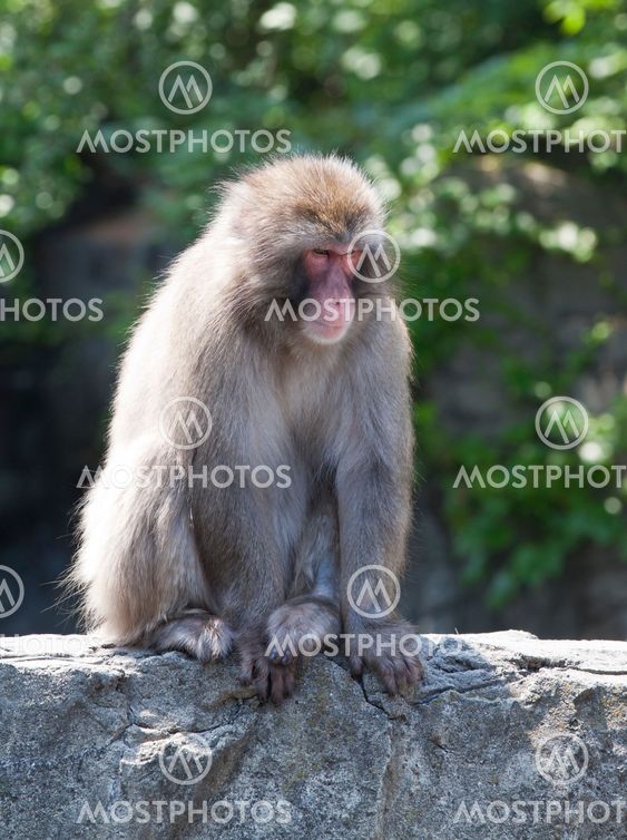 Snow monkey
