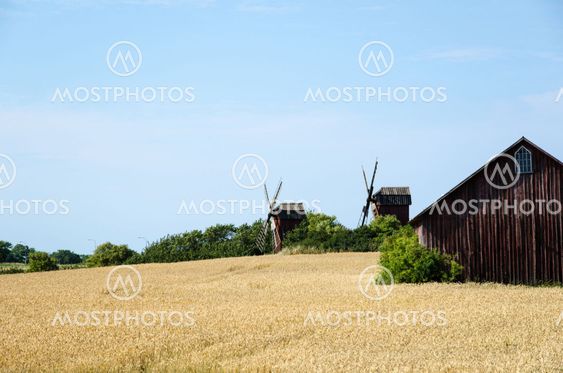 Grain field with windmills