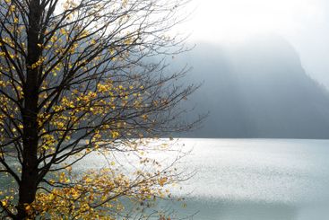Autumn tree branches hanging over a misty lake in the...