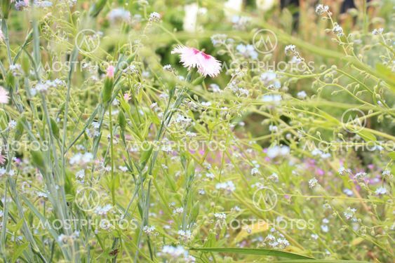 Small flowers