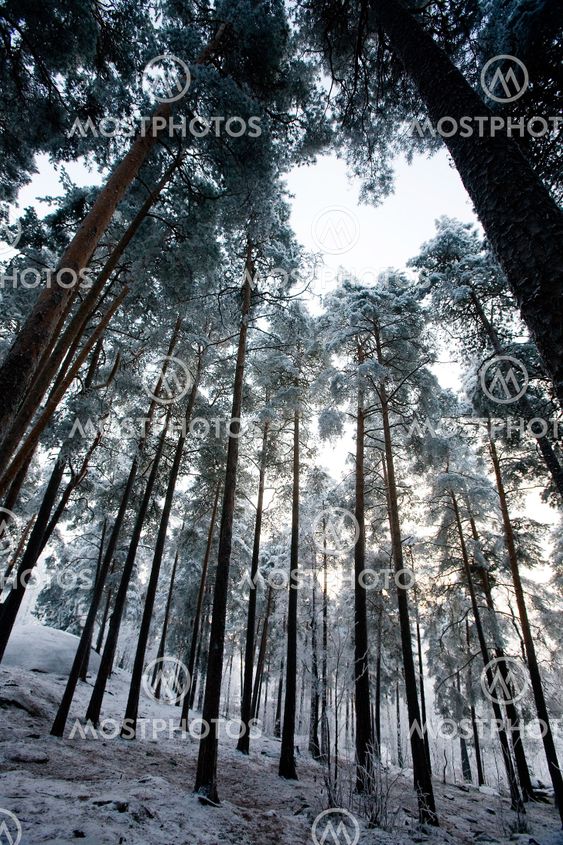 Winter Forest