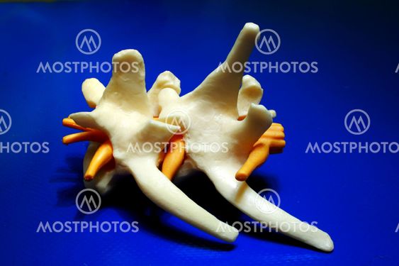 dog spine bones