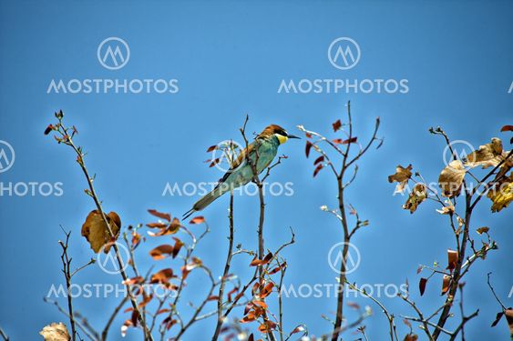 a swallow-tailed bee-eater in etosha national park