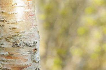 Nature, tree and bark with sunshine or light on banner...