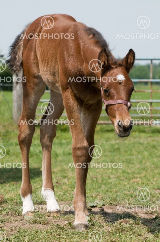 Cute Horse.