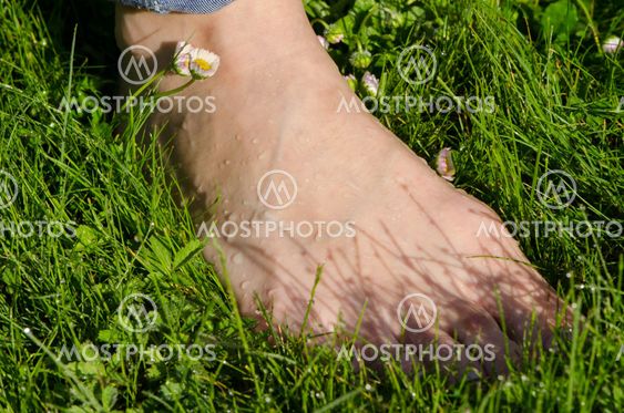 Bare foot woman leg in dewy morning lawn