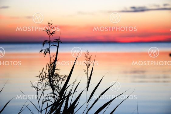 Reeds silhouettes at sunset