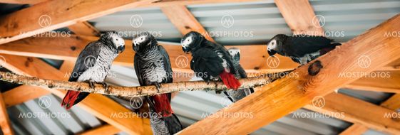 four parrots