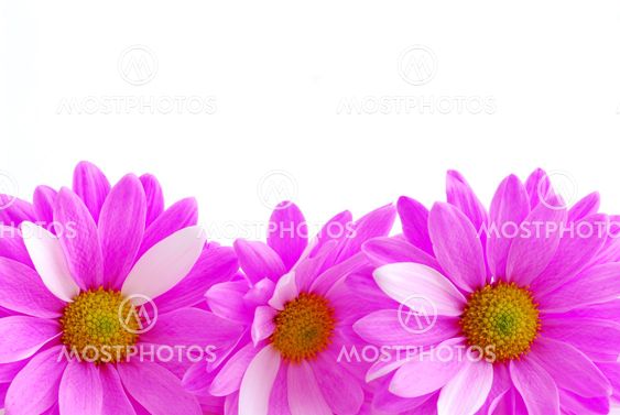 Pink flowers