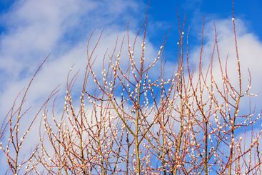 Budding Pussy willow at a blue sky in early spring