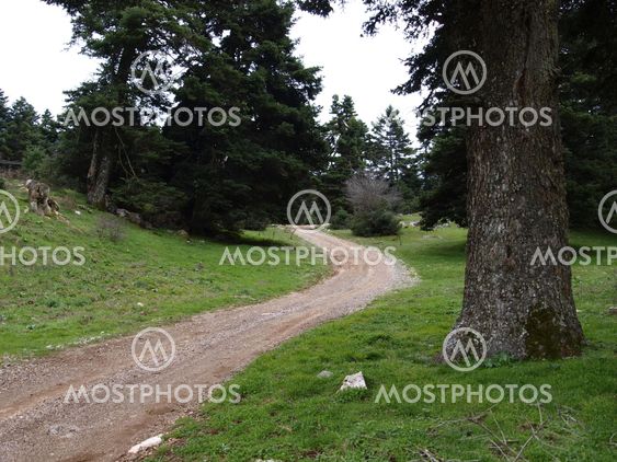 The path