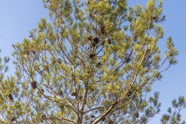 Twigs of pine trees with green needles and cones brown...