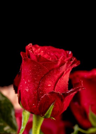 a bouquet of beautiful fragrant wet red roses