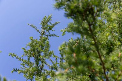 green needles on a larch tree in the spring season