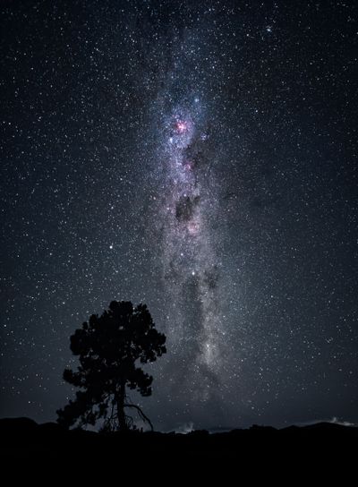 tree under the milky way night sky New Zealand February