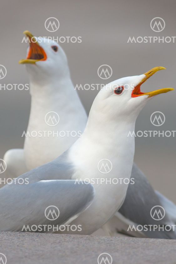 Closeup of two seagulls singing during springtime in city