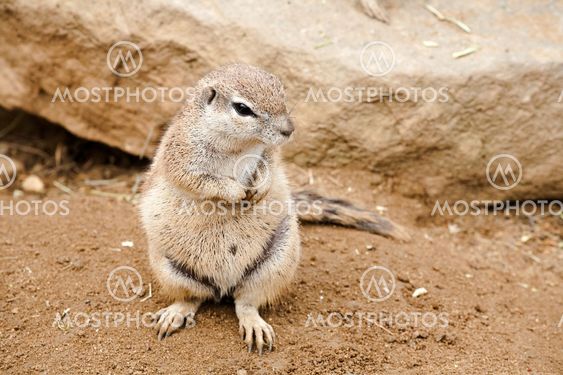 gopher