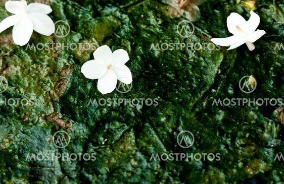 White flowers drop on The ground is wet