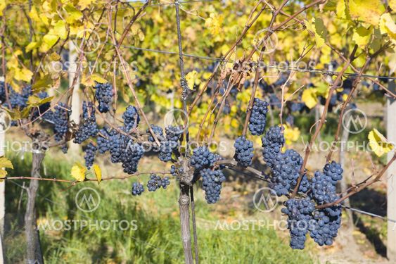 grapevines in vineyard Jecmeniste, Eko Hnizdo, Czech Republic
