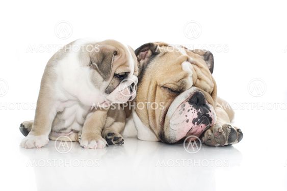 English bulldog puppy and adult bulldog isolated