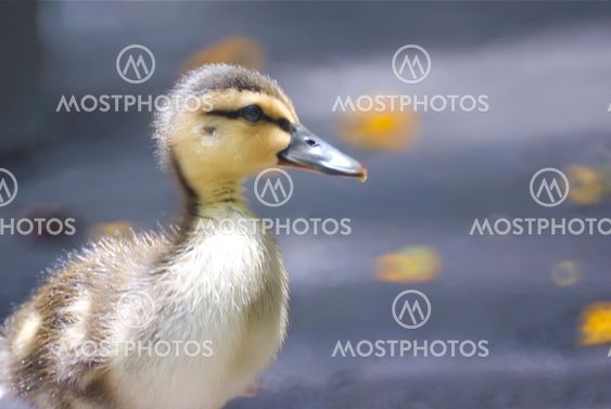 Duck and Donuts