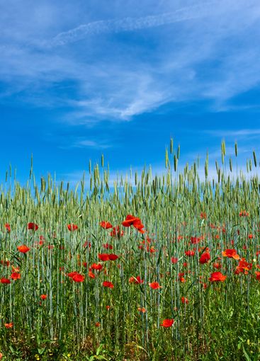 Nature, blue sky and flowers with wheat in field outdoor...