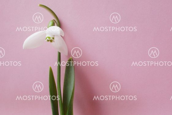 Snowdrop på pink