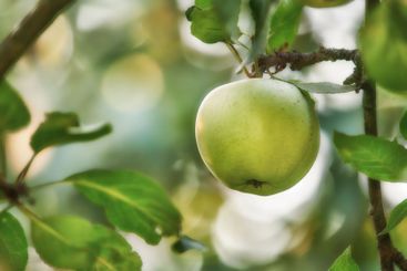 Green apple, tree and orchard at farm, closeup or leaves...
