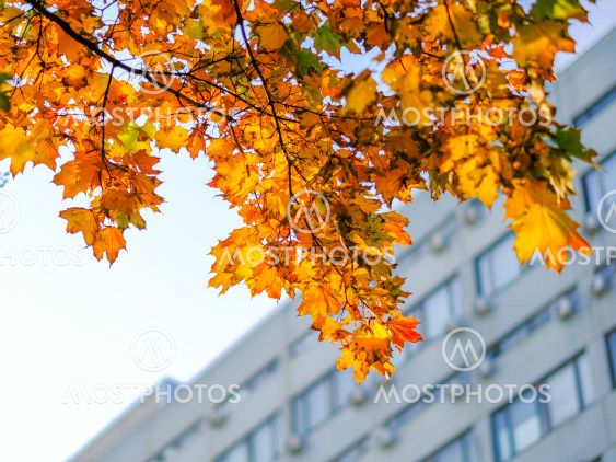 Bottom view of yellow-orange maple leaves against the...