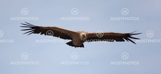 Vulture, Hoces del Duraton, Segovia, Spain