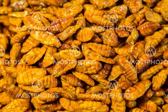 Edible insects