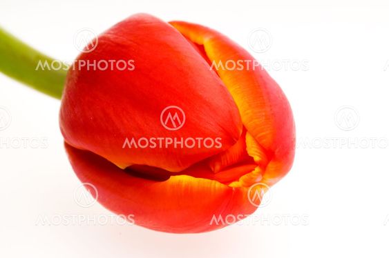 tulip