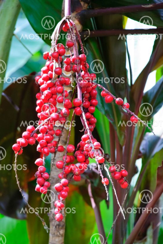 Exotic fruit