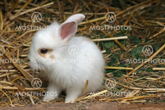 sweet little baby rabbit