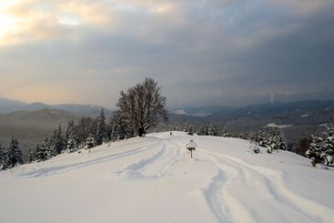 Moody landscape with footpath tracks and dark bare trees...