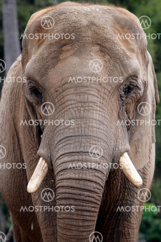 Elephant Thinking