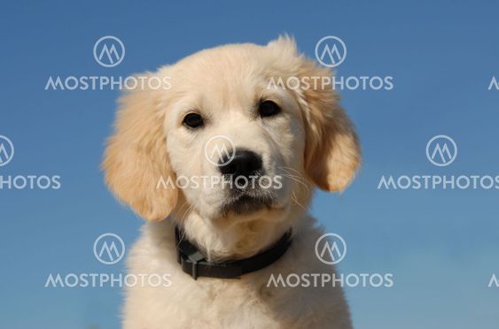 puppy golden retriever