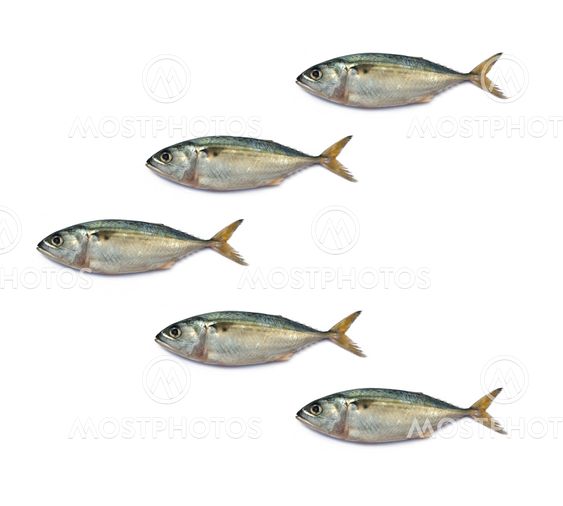 Fresh mackerel fish