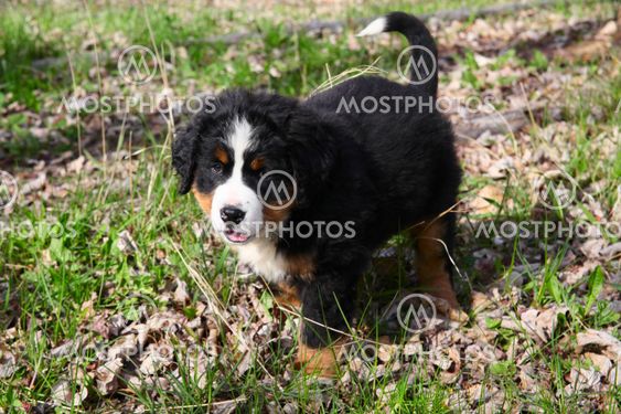 Bernese mountain dog