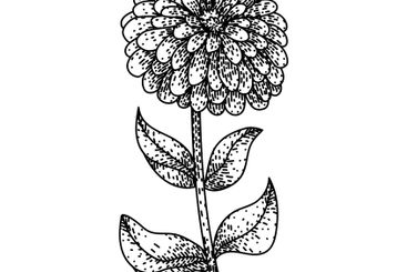 bloom zinnia sketch hand drawn vector