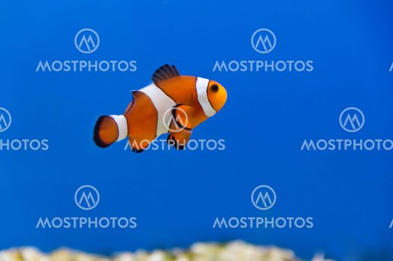 Clown fish