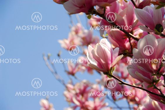 Blooming magnolia