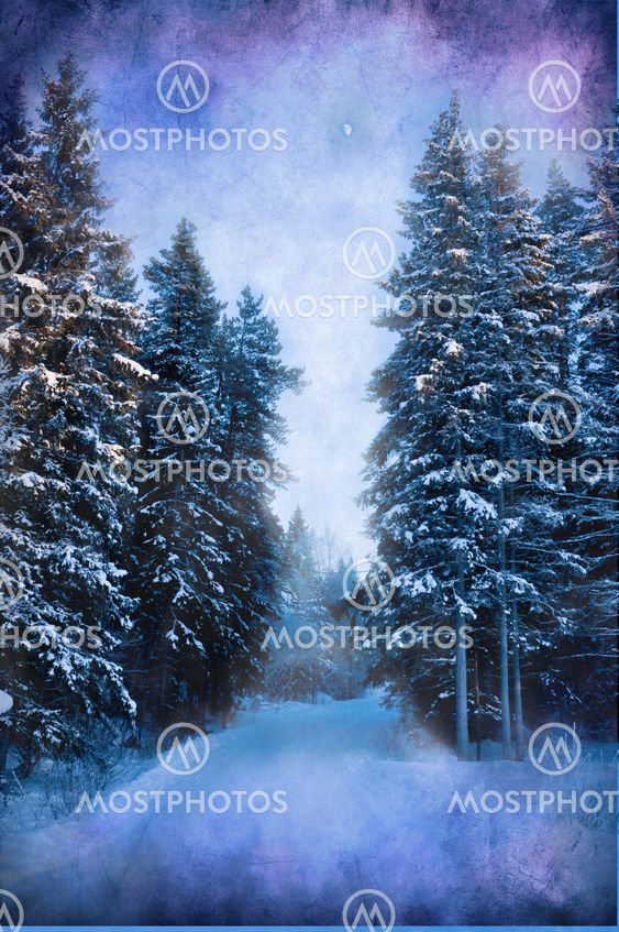 Kolde winterday i skoven